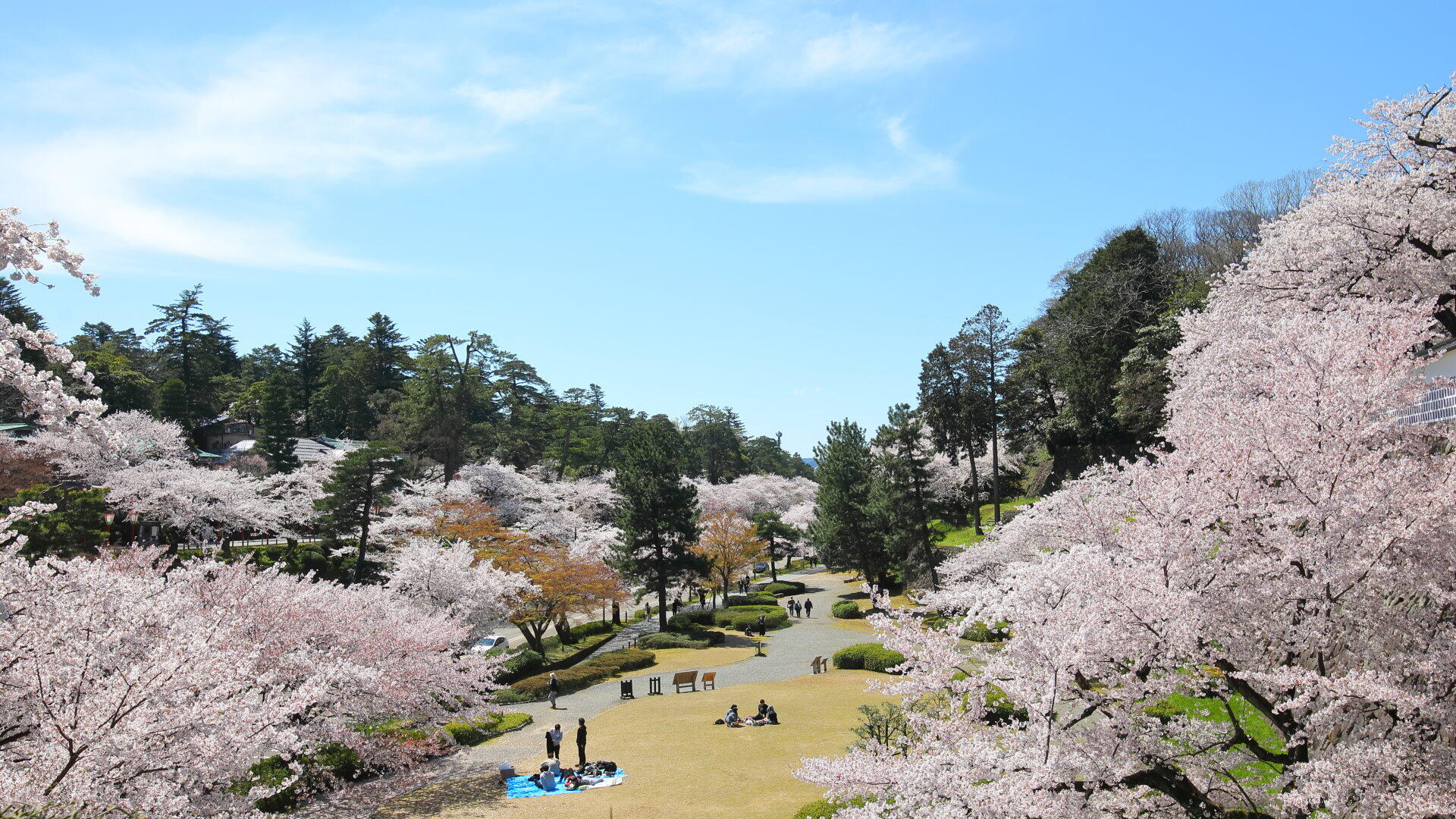 Make sure to check when the cherry blossoms are in bloom before you go to see them.